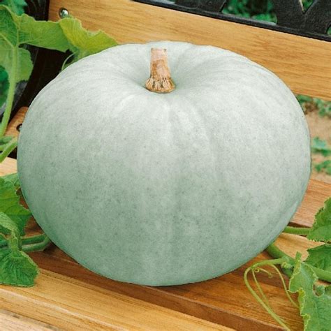 Sweet Meat Winter Squash Seeds Heirloom Squash Seeds