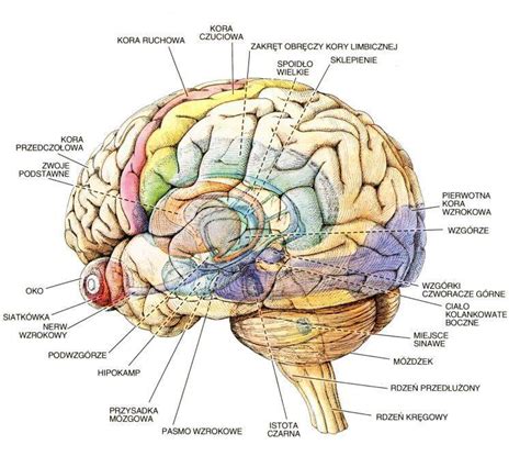 Budowa Mozgu W Punktach Brainly Pl