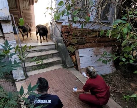 A Mulher Da Casa Abandonada Saiba O Que Aconteceu Os C Es Resgatados