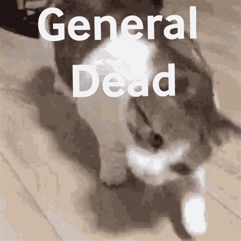 Cat General Dead GIF - Cat General Dead - Discover & Share GIFs