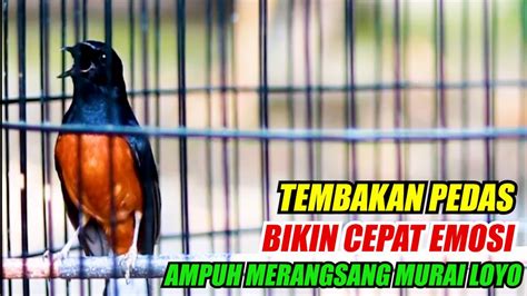 Tembakan Pedas Murai Batu Penuh Emosi Pancingan Ampuh Naikkan Emosi