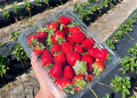 Petualangan Merah Manis Wisata Petik Strawberry Di Bogor Tanya Kenapa