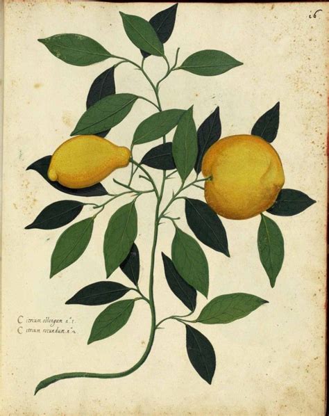 Ulisse Aldrovandi 1522 1605 Citrus Limon L Burmf