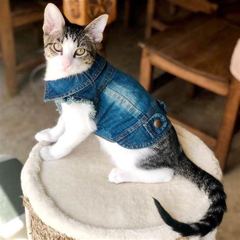 clothes for cats 1