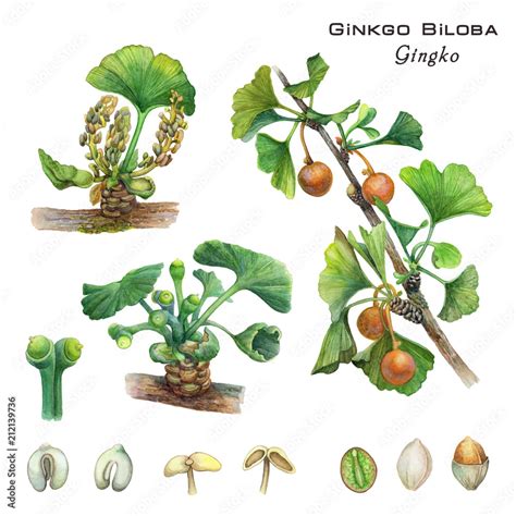 Botanical Illustration Of The Cosmetic And Medicinal Plant Of Ginkgo