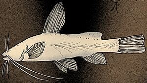 widemouth blindcat facts  kids