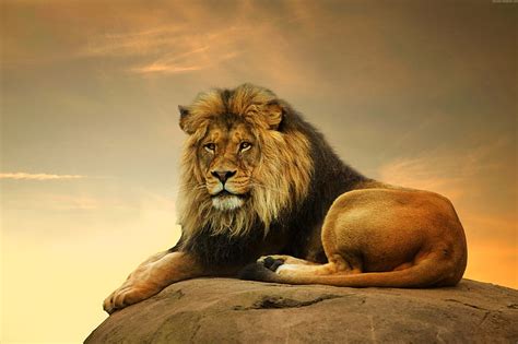 HD wallpaper: savanna, Lion, cute animals | Wallpaper Flare