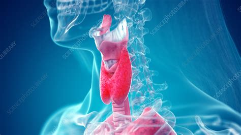 Neck Anatomy Illustration Stock Image F038 2750 Science Photo Library