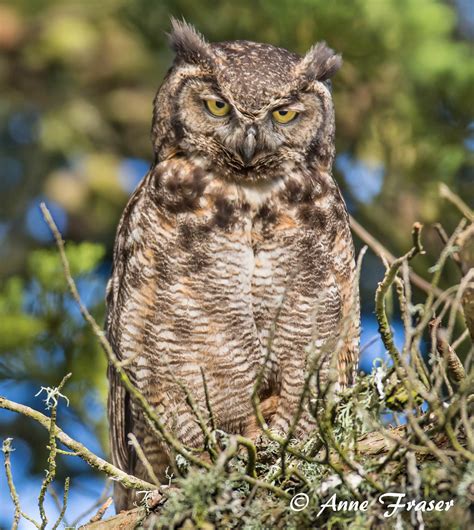 A Very Unenthusiastic Great Horned Owl California Anne Fraser Flickr