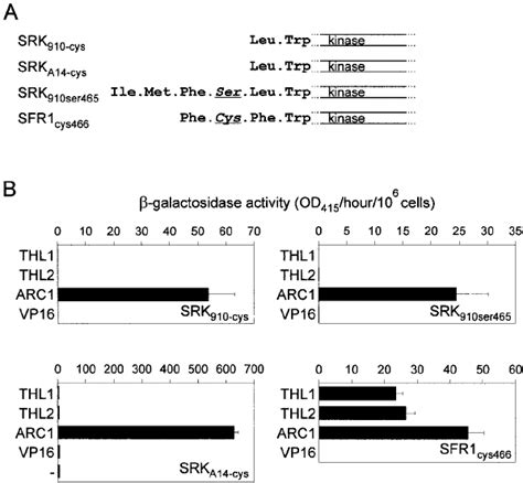 A Schematic Diagram Of The SRK And SFR1 Kinase Constructs With