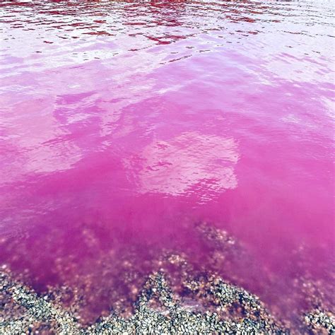 Pink Jezero Na Severu Srbije Ecofeminizam