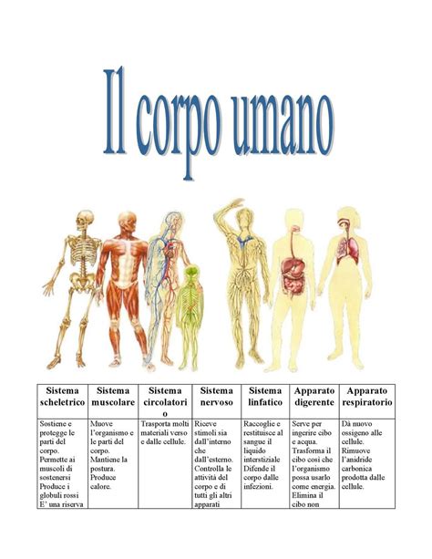 Sistema Scheletrico Sistema Muscolare Sistema Circolatori O Sistema