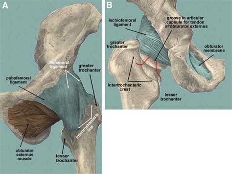 Capsular Management During Hip Arthroscopy From Femoroacetabular