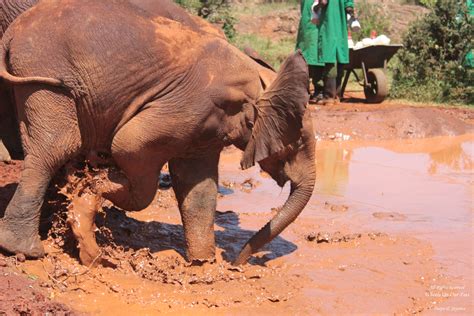 Tour of David Sheldrick Elephant Centre in Nairobi, Kenya (13) - Wheels ...