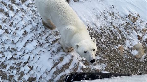 Polar Bears Of Hudson Bay Face Another Tough Year Trip Debrief By