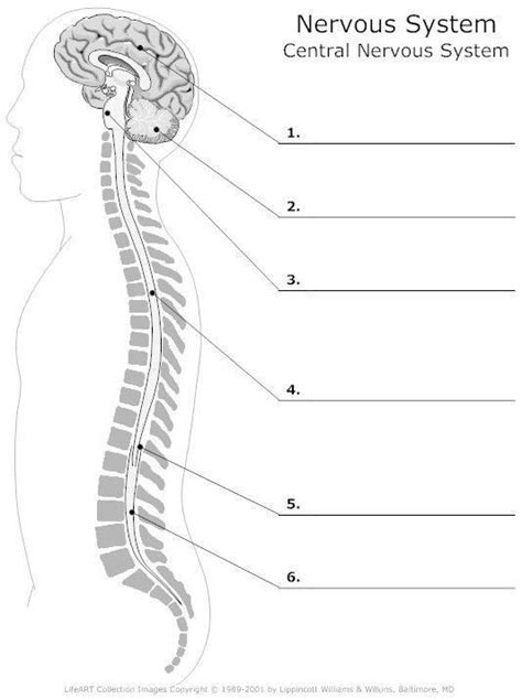 Exercise 15 Review Sheet Spinal Cord And Spinal Nerves Printable