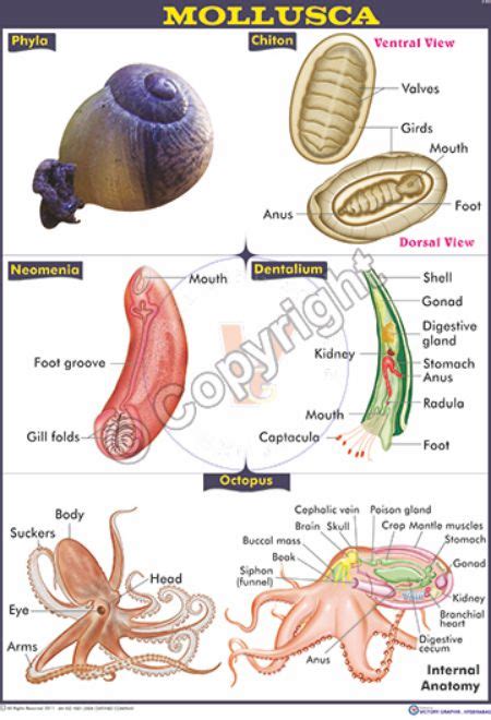 Victory Graphik | Z-83 Mollusca – Examples