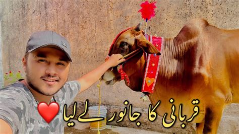 Qurbani Ky Lia Janwar Ly Lia Etna Sasta Janwar Kasy Lia YouTube