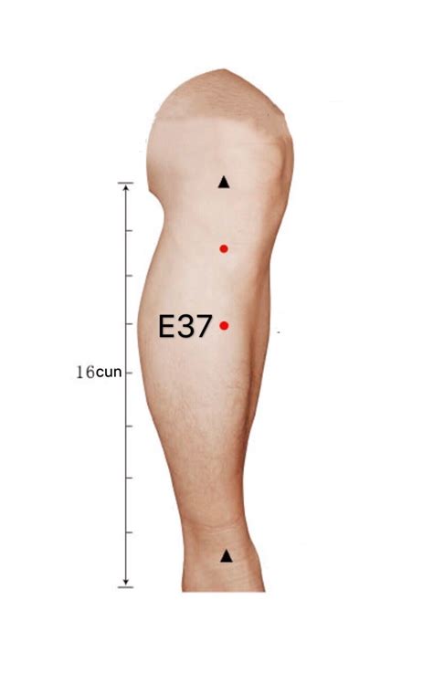 E37 Shangjuxu Punto Acupuntura Del Meridiano Del Estomago