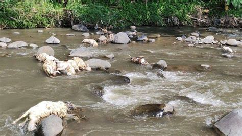 Puluhan Bangkai Domba Ditemukan Di Sungai Serang Susukan Kabupaten