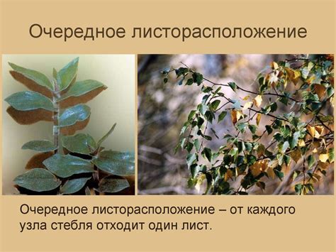 Строение побега - презентация онлайн