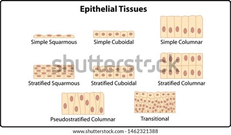 Types Of Epithelial Tissue Chart Ponasa