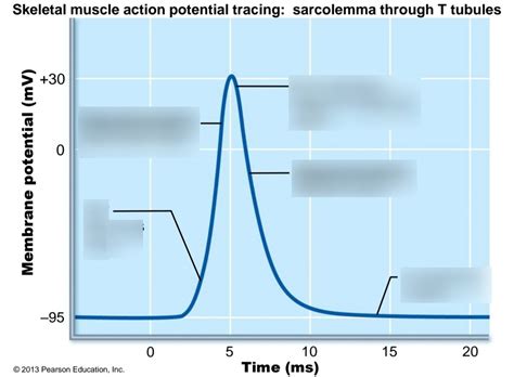 Ch Lab Skeletal Muscle Action Potential Tracing Labeling Diagram