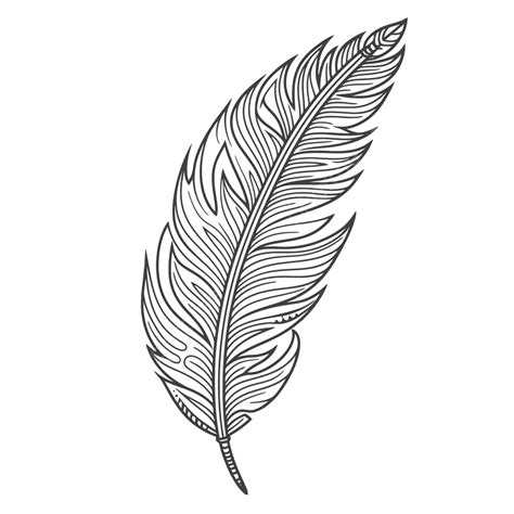 Dibujo En Blanco Y Negro De Un Boceto De Contorno De Plumas Vector Png