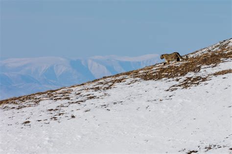 Trip Report Snow Leopard Pallass Cat Saiga Antelope In Winter