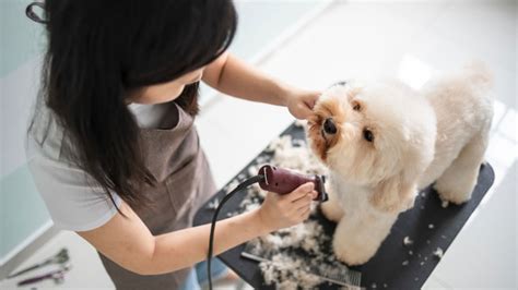 Instagram Tips To Attract New Customers - Dog Grooming Salon