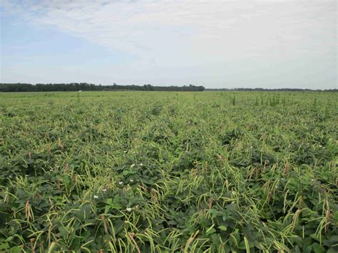 Pea Weevils Abound in Jackson County | Panhandle Agriculture