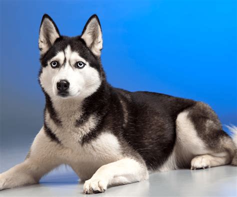 Lo Que Necesitas Saber Del Husky Siberiano Perrhijos