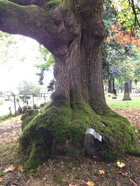 Lone Fir Pioneer Cemetery Cemetery Fir Pioneer Portland Lonely