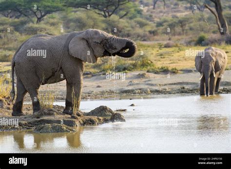 African Elephant Loxodonta Africana Bull Drinking Water Lake Masek Ngorongoro Conservation