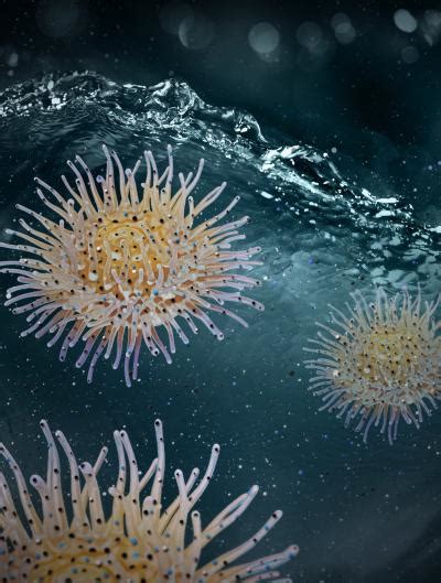 Actinia [IMAGE] | EurekAlert! Science News Releases