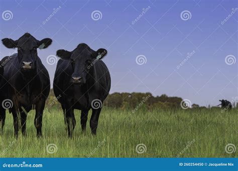 Fondo De Dos Angulas Vacas Con Espacio Negativo Foto De Archivo