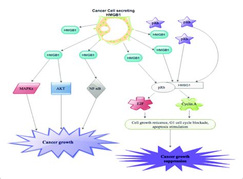 Hmgb1 Triggers Signaling Pathways Comprising Protein Kinase B Akt