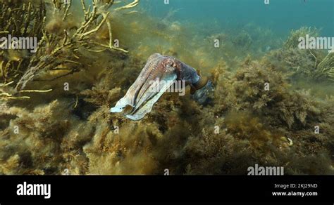 Australian Giant Cuttlefish Aggregation Sepia Apama Underwater In