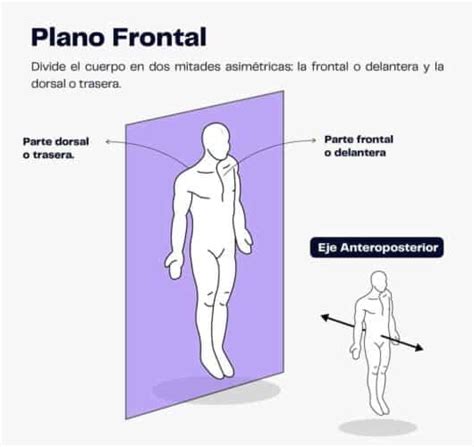 Anatomical Plane Abcdef Wiki