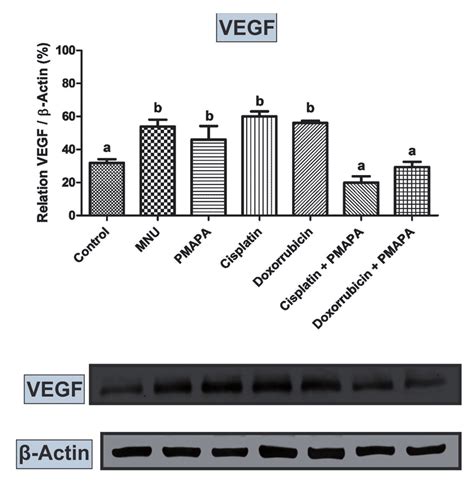 Western Blotting And Semi Quantitative Determination Of Vegf Protein Download Scientific