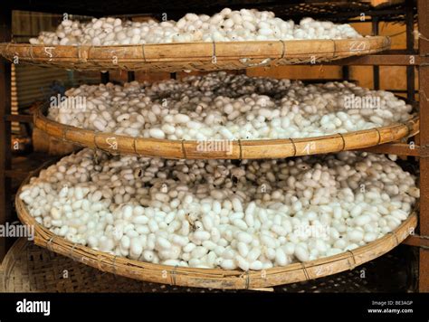 Baskets Full Of Silkworm Cocoons In A Silk Factory Dalat Capital