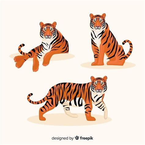 Коллекция рисованной тигров | Премиум векторы | Tiger illustration ...