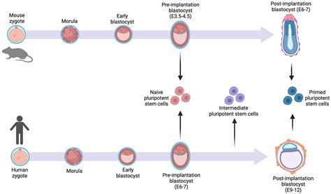 Interspecies Chimeric Barriers For Generating Exogenic Organs And Cells