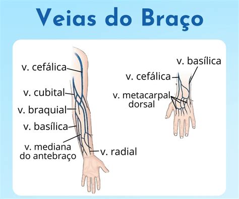 Veia Cefálica E Basílica