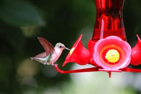 10 Expert Ways to Keep Ants Out of Your Hummingbird Feeder