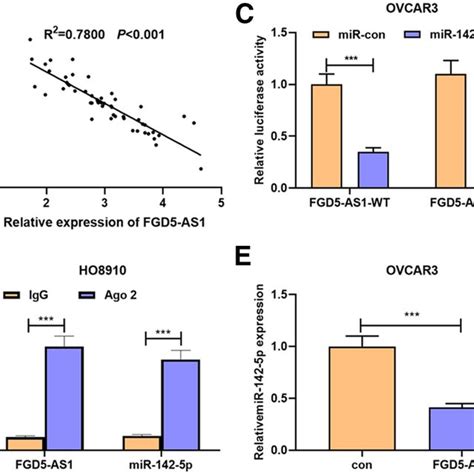 Mir P Was The Target Of Fgd As A Bioinformatics Predicted The