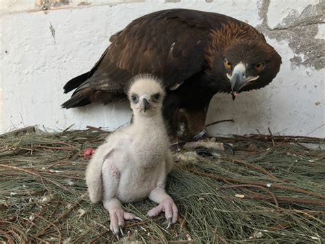 Top Imagen La Reproduccion Del Aguila Abzlocal Mx