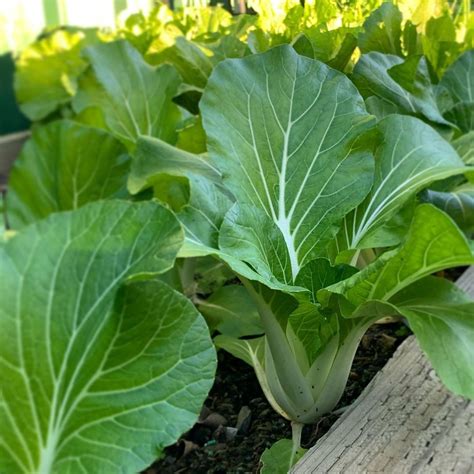 How To Grow Cabbage Artofit