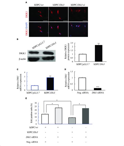 DLX3 Inhibits Proliferation Of HDPCs Via Increasing DKK1 Expression