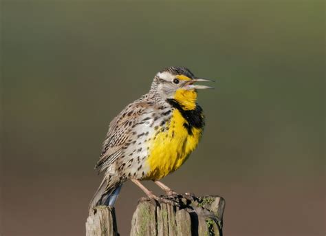 Western Meadowlark Singing It Was A Beautiful Spring Day H Flickr